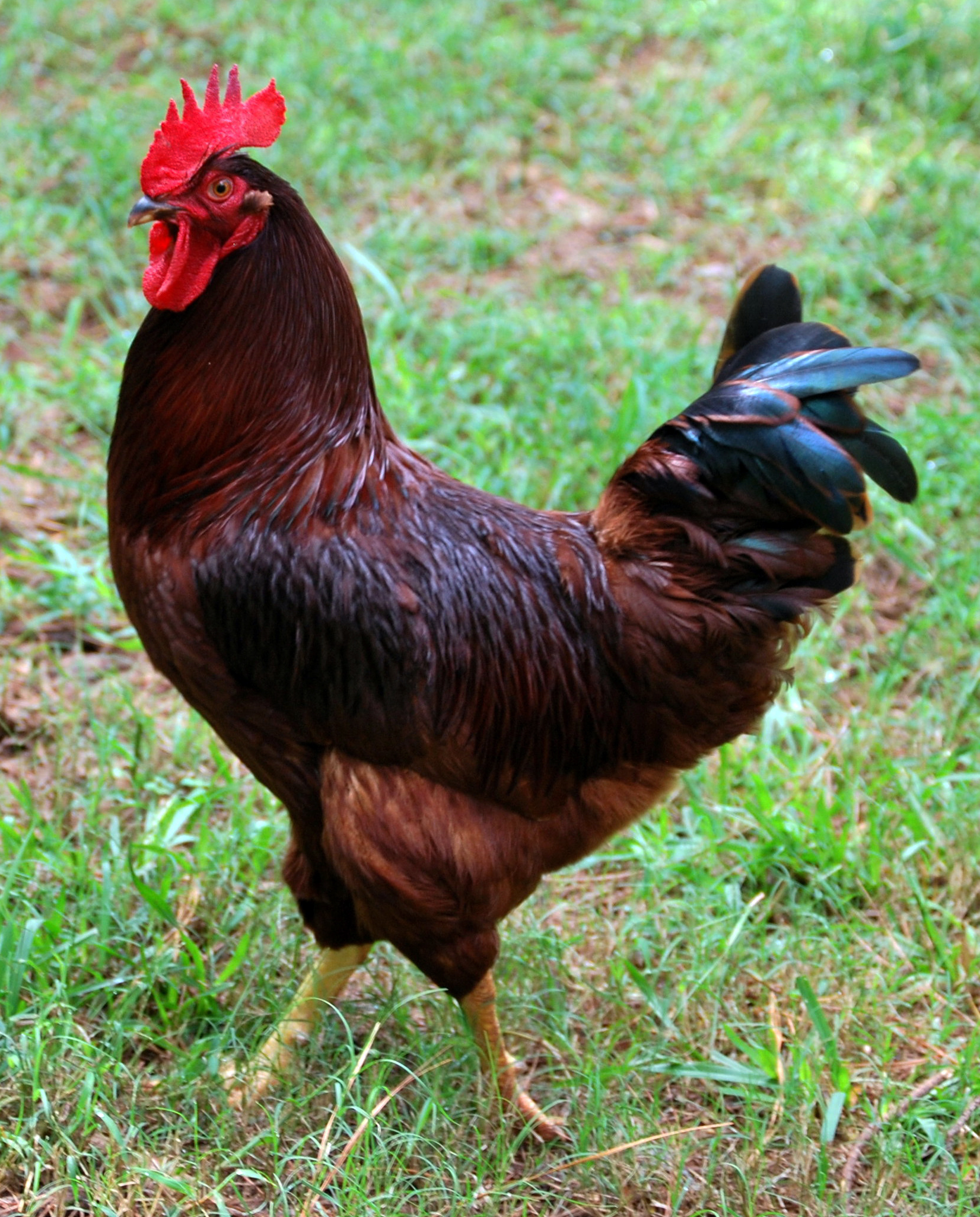 Ayam Rhode Island