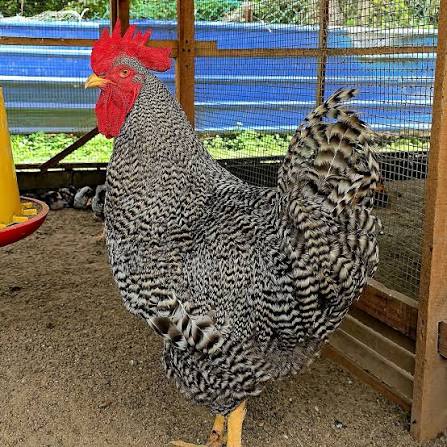 Ayam Barrett Playmout Rock