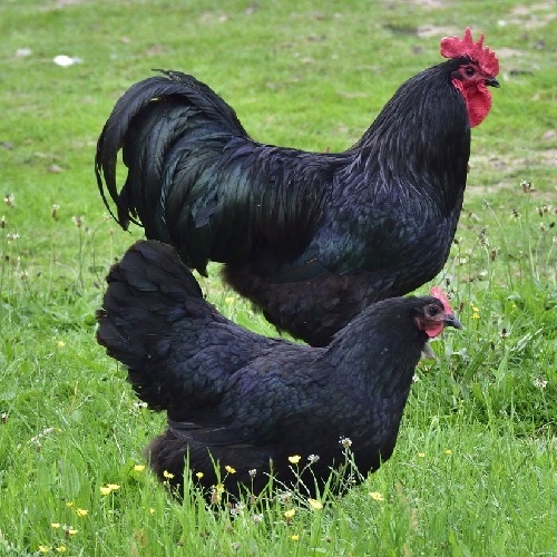 Ayam Black Australorp