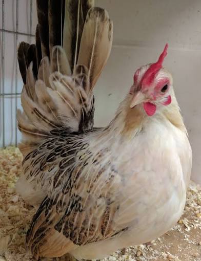 Ayam Japanese Bantam